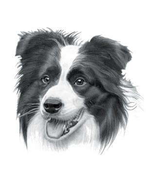 Best Family Dogs - Border Collie