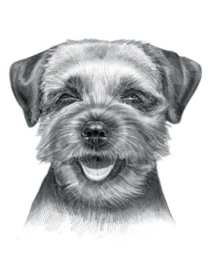 Terrier Dogs - Picture of Border Terrier