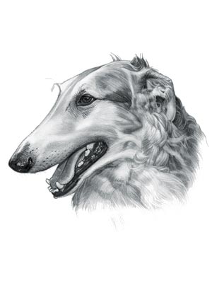 Sighthound Breeds - Picture of a Borzoi