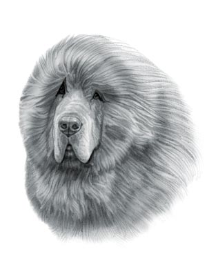 Tibetan Mastiff Dog